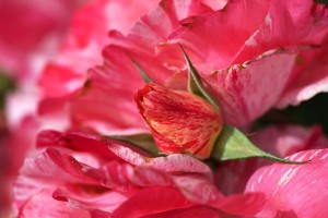 Rose Bud On My Petals